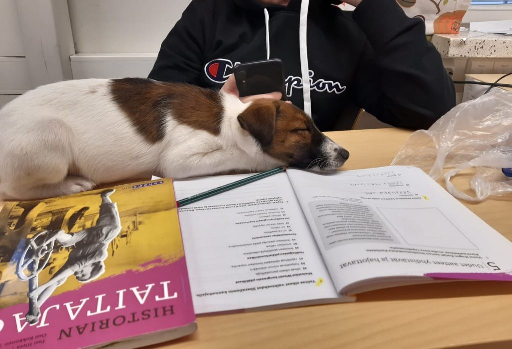 Kuvassa oppilas on pöydän ääressä oppitunnilla ja hänen edessään pöydällä on historian oppikirjat ja koira, joka makaa pöydällä silmät kiinni.